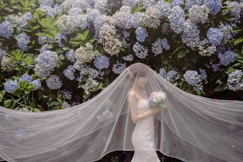 這張照片是一個穿著婚紗的新娘站在滿滿的繡球花前，新娘的頭紗隨風飄揚，看起來十分浪漫。
