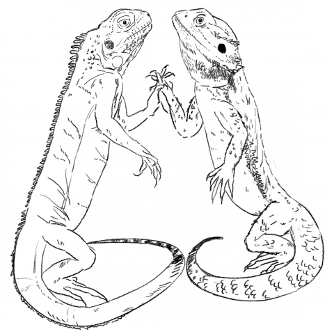 這張照片是兩隻蜥蜴互相碰觸爪子，牠們看起來很友善，也許牠們是朋友。