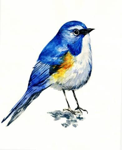 這張照片是一隻藍色和黃色的小鳥，它站在一塊石頭上。它的眼睛非常明亮，羽毛十分鮮豔，非常美麗。