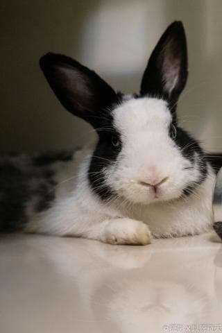 這張照片是一隻黑白相間的兔子，牠正躺在地上，一隻耳朵豎起，另一隻耳朵則垂下，牠的毛色很漂亮，而且眼神也很可愛。