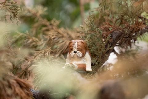 這張「一隻小狗躲在樹枝下」的照片是，一隻棕色的小狗坐在樹枝下，看起來很可愛。