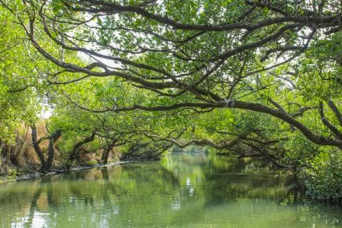 這張「綠樹成蔭的河道」的照片是一條被茂密的樹木覆蓋的河道，樹枝交錯，形成一個天然的拱門。河水清澈，倒映著綠樹的倒影。