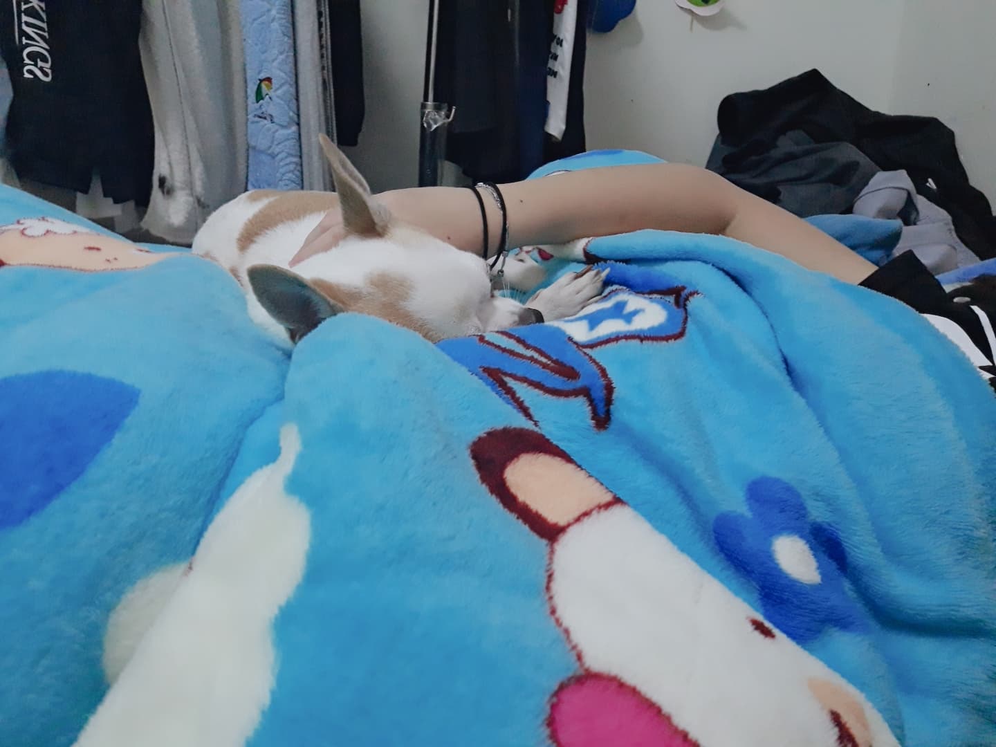 1) 照片中有一隻白色的小狗躺在藍色的毯子上，毯子上印有卡通圖案，有一個女生躺在小狗的旁邊，她的手臂覆蓋在小狗身上