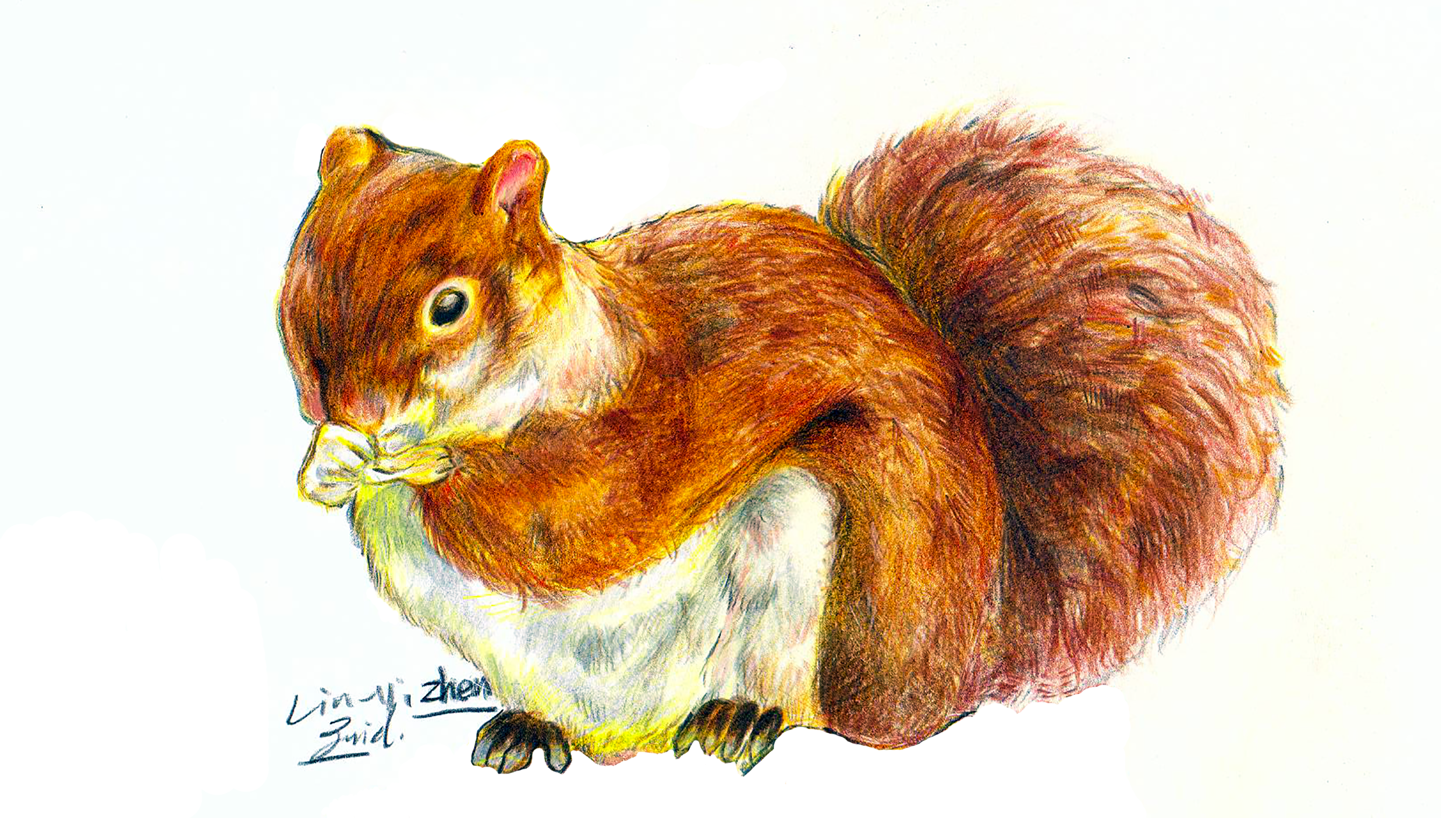 這張照片是一隻可愛的松鼠，牠的毛色是紅棕色，尾巴蓬鬆，正用爪子抓著食物。牠看起來很享受美食。