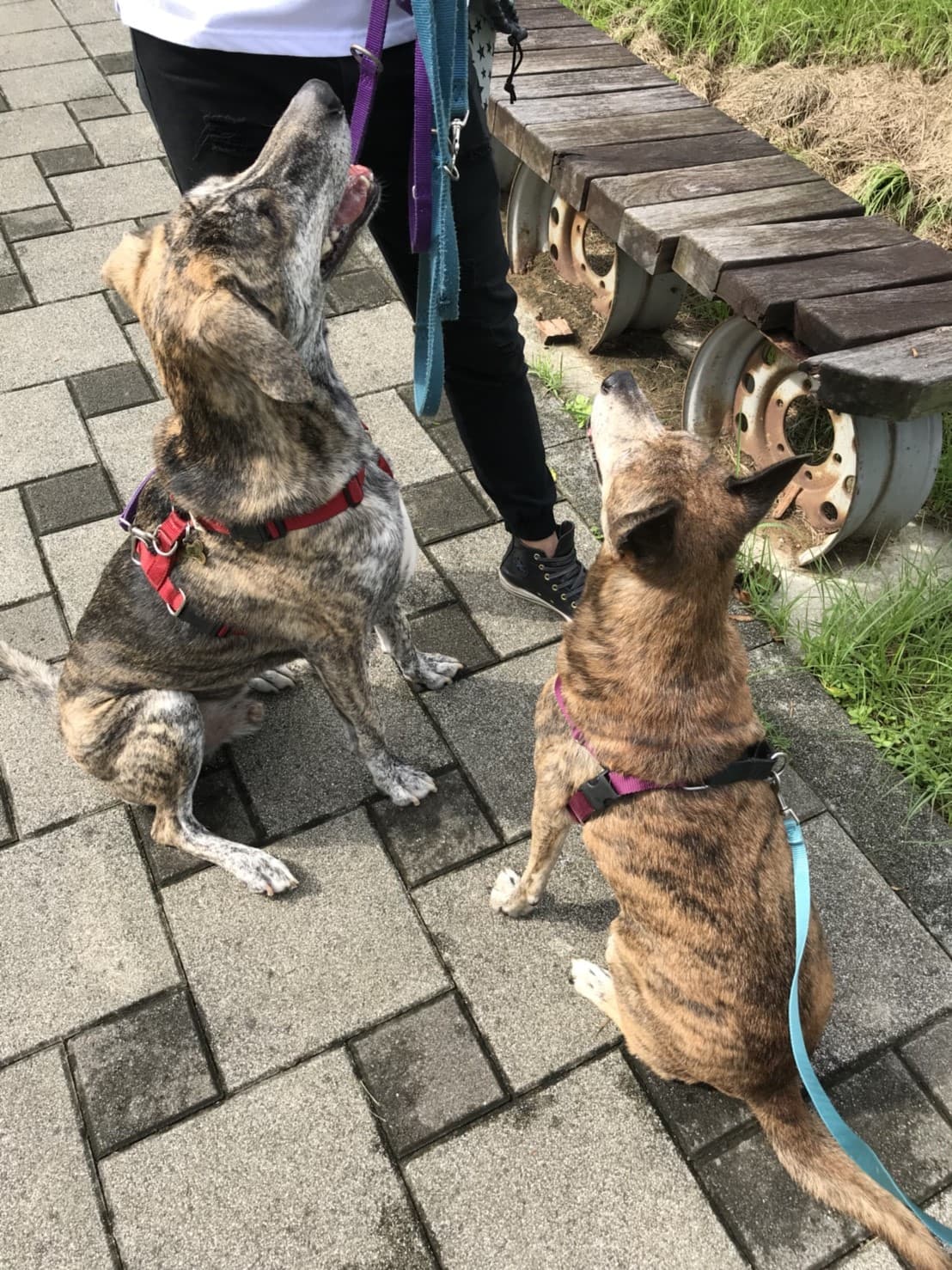 這張照片是兩隻狗在戶外散步。一隻棕色短毛狗，另一隻則是有白色毛的棕色長毛狗。牠們看起來很開心，牠們的主人似乎也很享受與牠們一起散步的時光。