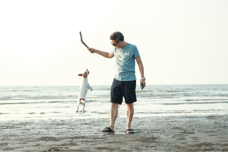 這張「男人在沙灘上用樹枝逗狗玩」的照片是一個男人在沙灘上用手裡的樹枝逗一隻白色的小狗玩。小狗跳起來想抓住樹枝。