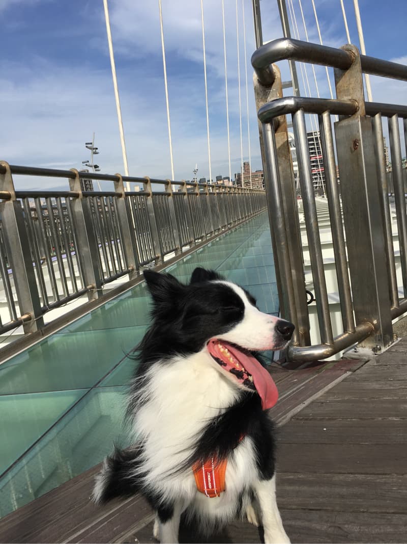 這張照片是一隻邊境牧羊犬，牠站在一座玻璃橋上，嘴巴張開，舌頭伸出來，看起來很開心。牠的黑白色毛髮和紅色的項圈，在陽光下格外顯眼。