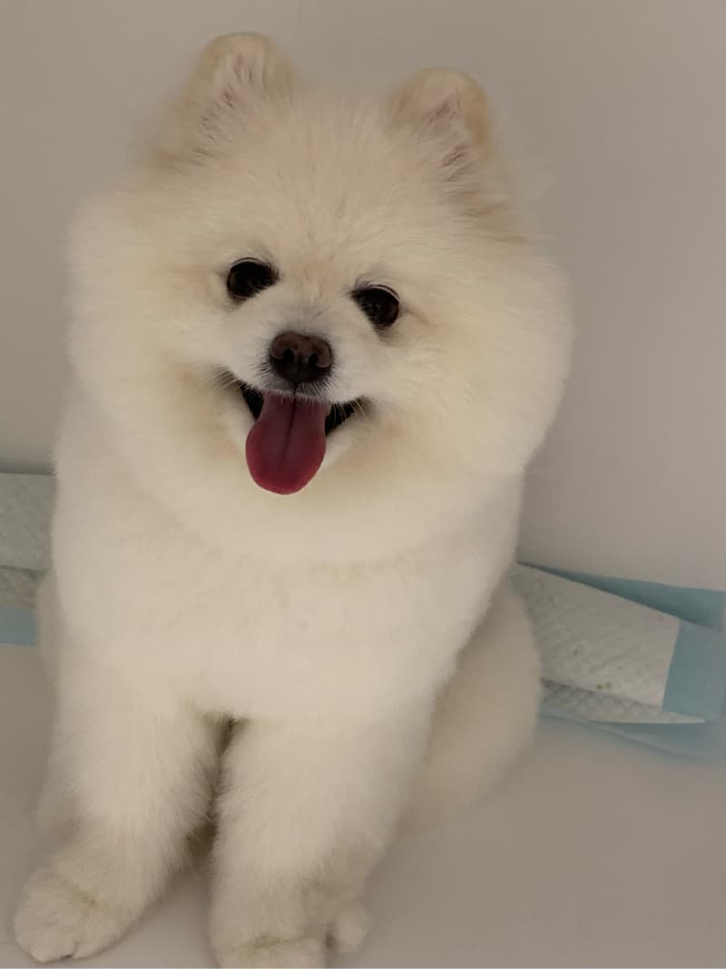 1) 這是一張白色蓬鬆的小狗的照片