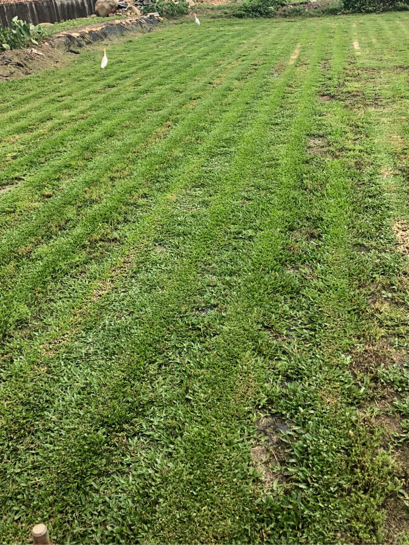 這張照片是一片綠油油的草地，草地上有幾隻白鷺鷥，看起來非常舒適寧靜。