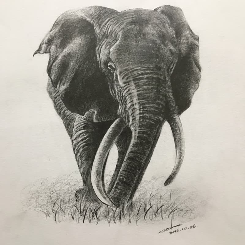這張照片是一隻用鉛筆繪製的非洲象，圖中象的鼻子和象牙描繪得非常細緻，讓人有身歷其境的感覺。