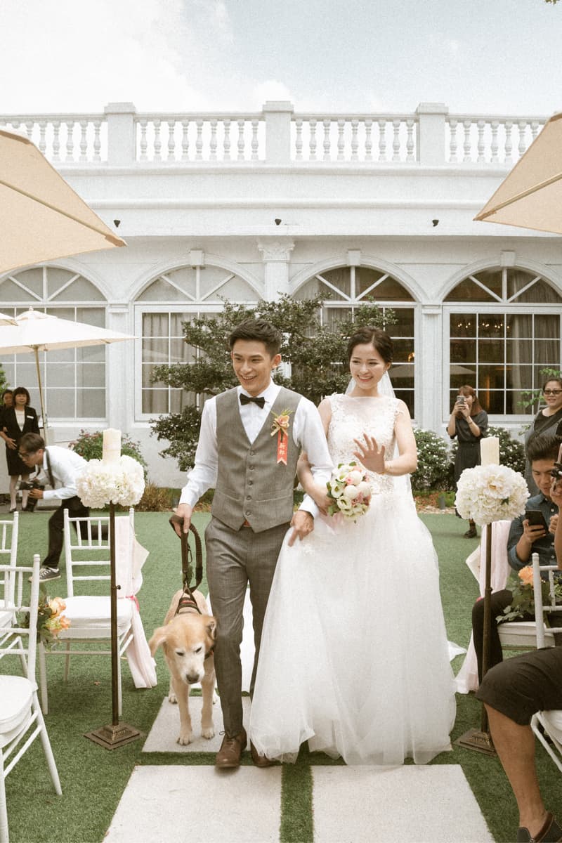 這張照片是一對新人正在走紅毯，新郎穿著灰色西裝，新娘穿著白紗，他們牽著一隻金毛犬。