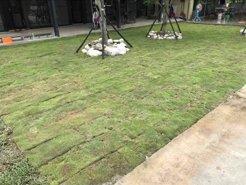 這張照片是一片新種的草坪，草坪上鋪滿了整齊的草皮，看起來非常綠意盎然。