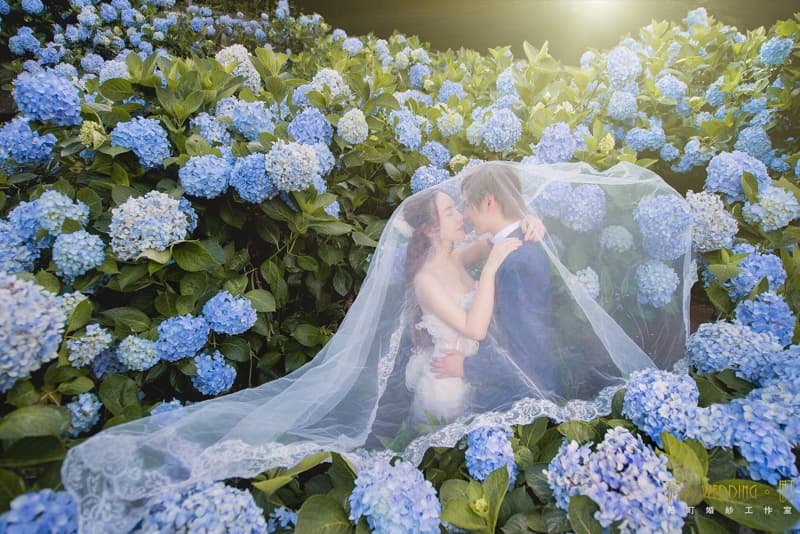 這張「婚紗照」的照片是一對新人站在一片藍色的繡球花叢中，他們相擁親吻，幸福洋溢。