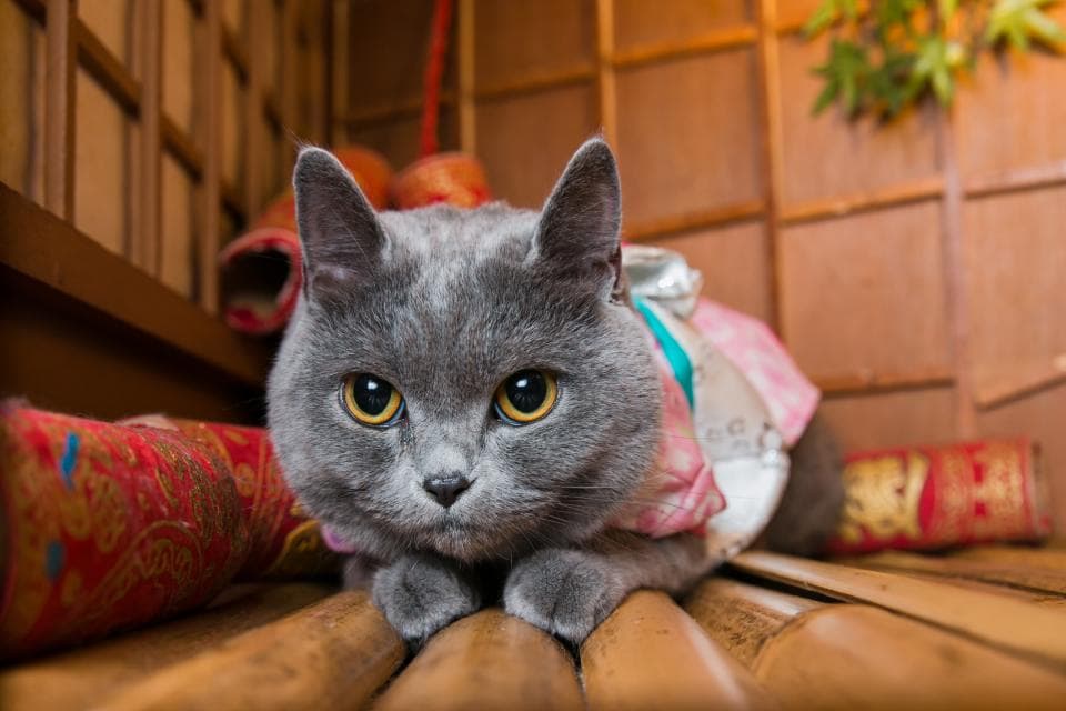 這張「貓咪穿著和服」的照片是一隻灰色英國短毛貓,它穿著一件華麗的和服,坐在竹製地板上。