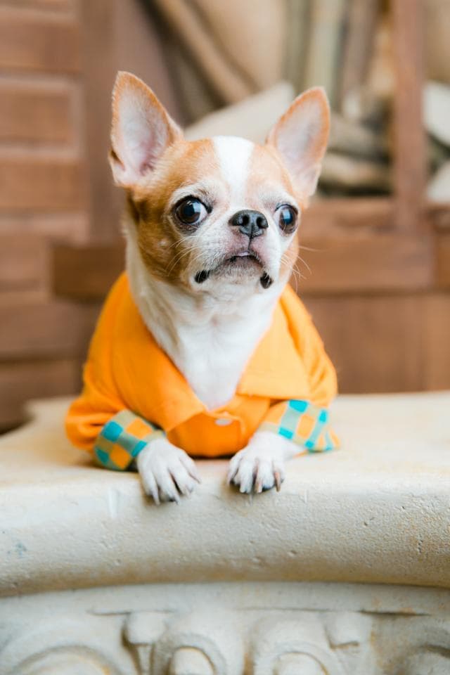 這張照片是一隻穿著橘色衣服的吉娃娃,牠正坐在一個白色石頭上,牠看起來很可愛。