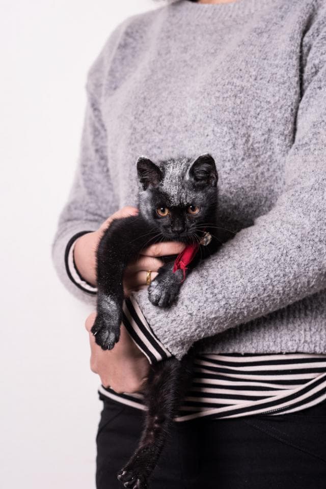 這張照片是一名女性抱著一隻黑色的貓咪。貓咪的毛髮光滑,眼神靈動,戴著一條紅色的項圈,看起來十分可愛。女性穿著灰色的毛衣,正在輕柔地抱著貓咪,展現出溫柔的愛心。