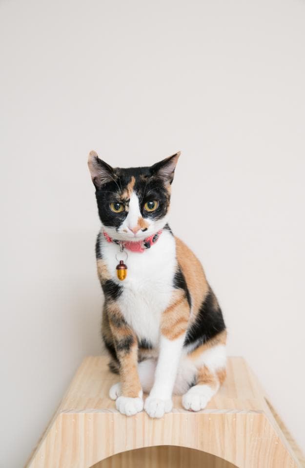 這張「貓咪」的照片是一隻三色貓,牠戴著粉紅色的項圈,坐在一個木頭的平臺上。