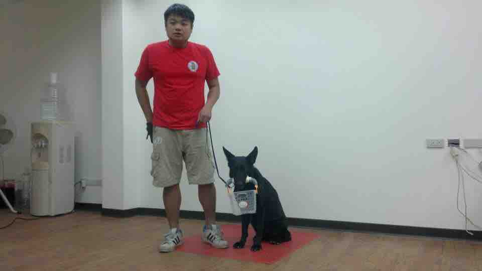 這張照片是一個男人和一隻黑狗,男人穿著紅色的短袖上衣和卡其色的短褲,他拿著一根繩子牽著一隻黑色的德國牧羊犬。狗正拿著一個籃子,籃子裡有一個白色的球。