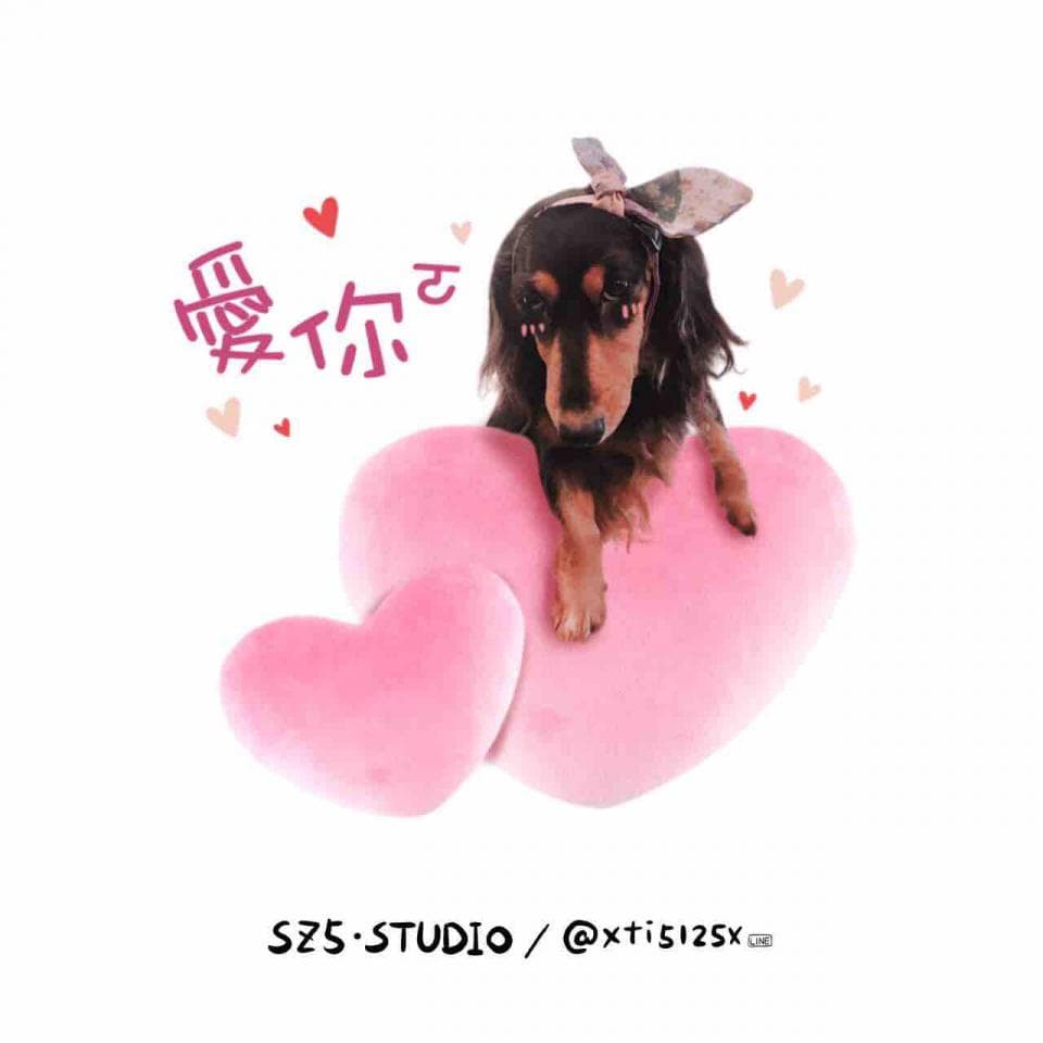 1) 一隻戴著粉紅色髮帶的臘腸犬坐在粉紅色愛心形狀的抱枕上,背景是白色