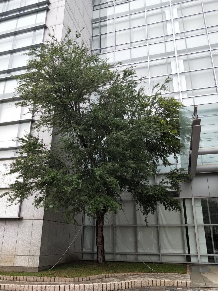 這張照片是一棵生長在建築物旁的大樹,樹枝茂盛,樹葉繁密,顯得生機盎然。