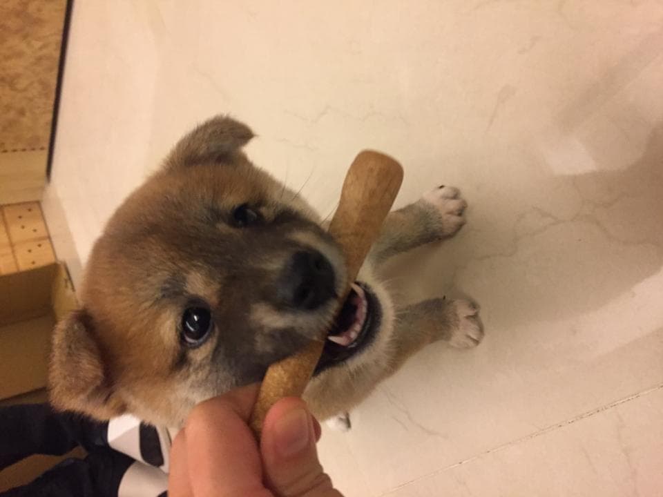 這張照片是一隻小狗咬著一根木棍,它的表情看起來很興奮,好像很享受這個玩具。