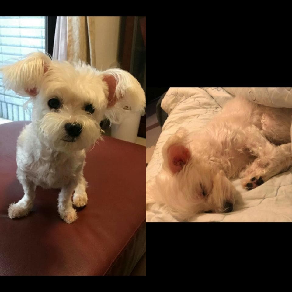 這張照片是兩隻白色的小狗。左邊的小狗站著,右邊的小狗在睡覺。