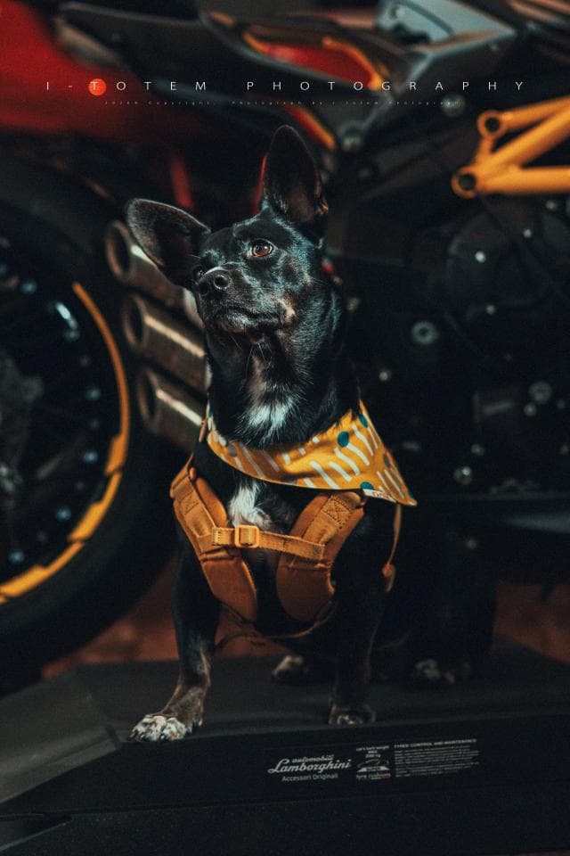 這張「一隻黑色的小狗坐在摩托車旁邊」的照片是,牠戴著黃色的項圈,站在黑色的地板上,背景是一輛摩托車。