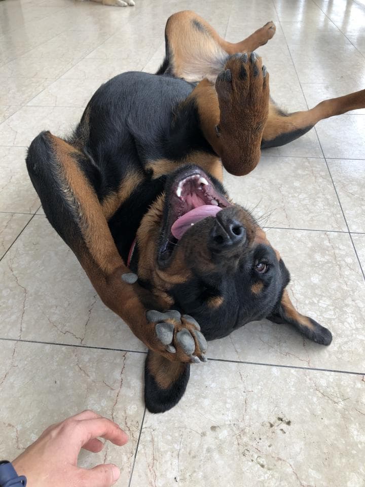 這張照片是一隻黑色的羅威納犬,牠躺在地板上,露出開心的表情,並且舔著自己的爪子。牠看起來很享受現在的時光,而且看起來非常健康。