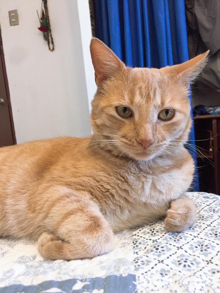 1) 一隻橘貓躺在藍白相間的床上,牠的頭抬起來,露出橘色的毛皮和白色的毛髮