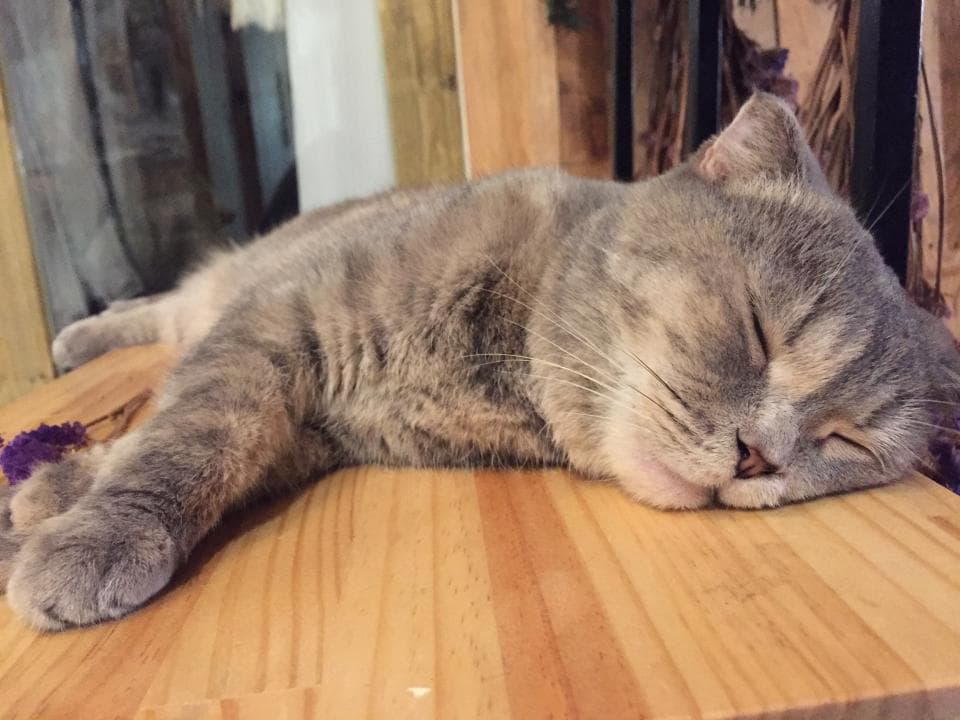 這張照片是一隻灰色貓咪睡在木頭地板上。貓咪的頭埋在牠的前肢下,睡得很香。