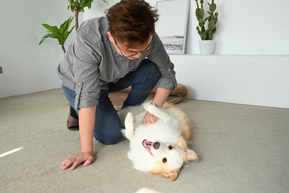 這張照片是一個男人在跟他的狗玩耍。男人正用手輕輕地撫摸著狗的肚子,狗的尾巴搖得很快,看起來很開心。