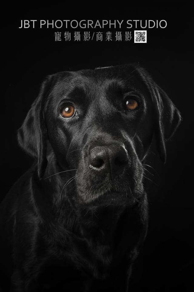 這張「黑色拉布拉多」的照片是一隻黑狗,牠正凝視著鏡頭,牠的眼睛炯炯有神。