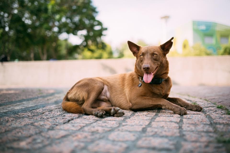 這張照片是一隻棕色短毛狗,它正躺在石頭路上,露出舌頭,看起來很開心。