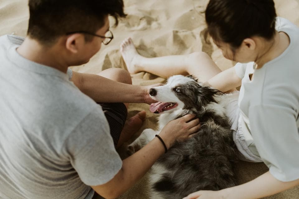 這張照片是一隻黑白相間的狗,它坐在沙灘上,被一對男女摸著。