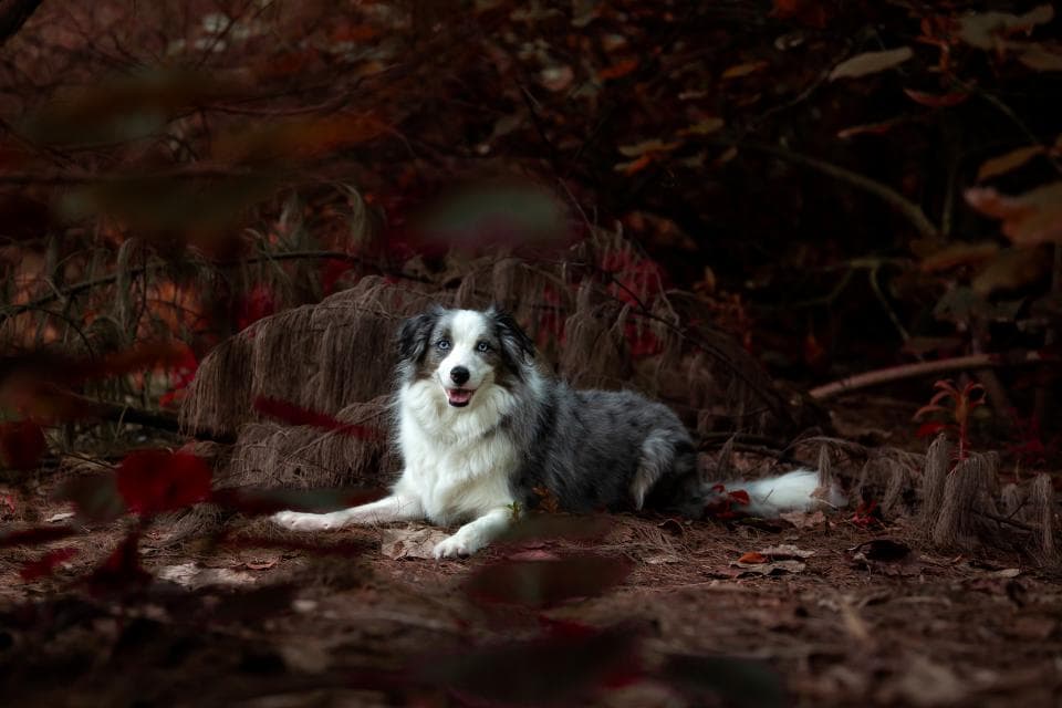這張「一隻狗在樹林裡」的照片是一隻黑白相間的邊境牧羊犬,牠在樹林裡,眼神看著鏡頭。