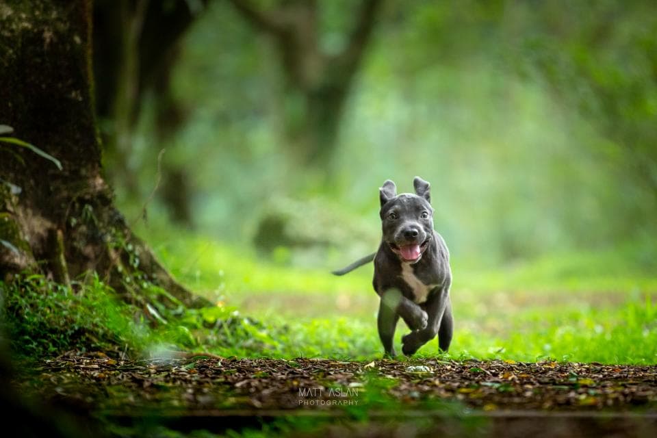 這張「一隻小狗在森林裡奔跑」的照片是,一隻灰色的小狗在綠色的森林裡奔跑,它看起來很開心,它的嘴巴張開,露出牙齒,它的尾巴搖擺著。