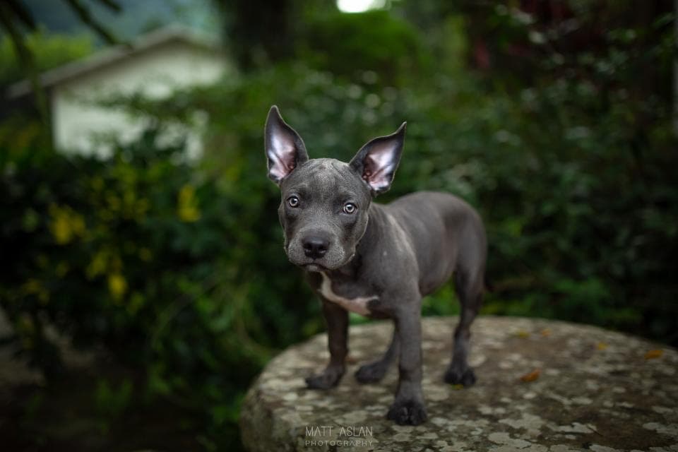 這張照片是一隻灰色的小狗,牠站在一塊岩石上,牠的耳朵很大,牠的眼睛很明亮,牠看起來很可愛。