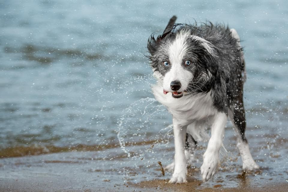 這張照片是一隻邊境牧羊犬在水中奔跑,牠的毛髮被水珠打濕,看起來非常開心。牠的藍色眼睛特別明亮,讓人感覺牠充滿活力。