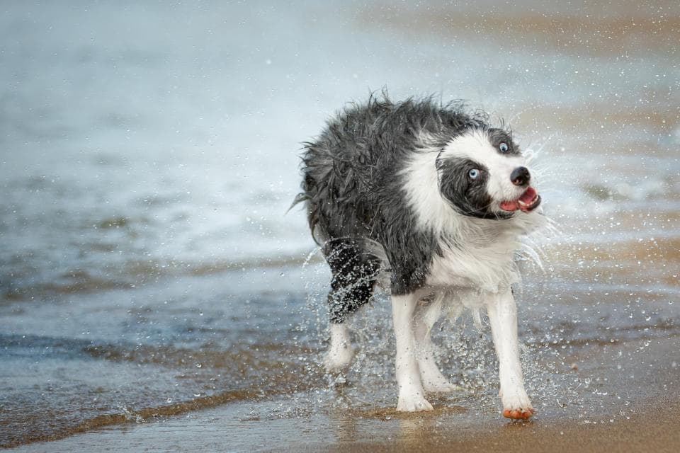 這張照片是一隻邊境牧羊犬在水邊玩耍,它全身濕漉漉的,毛髮都豎起來了,嘴巴微張,看起來很開心。