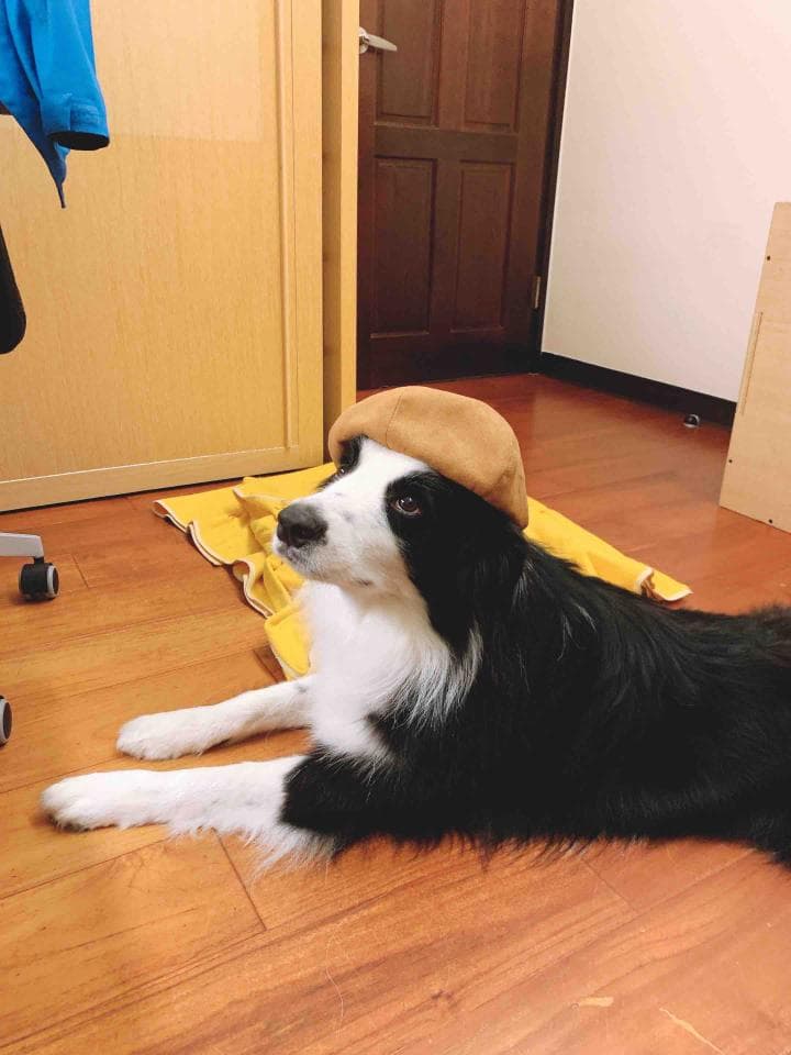 這張照片是一隻戴著帽子,躺在木地板上的黑色邊境牧羊犬。