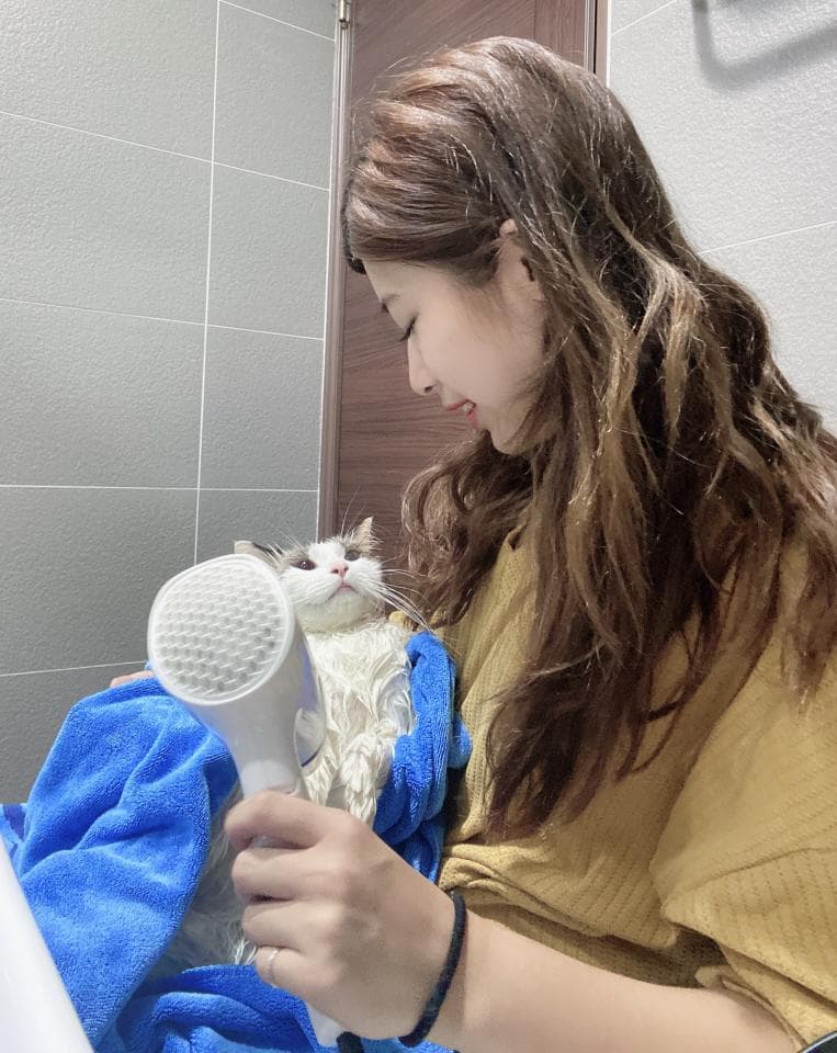 1) 照片中,一位年輕女性穿著黃色上衣,坐在浴室裡,她用吹風機吹一隻白色和灰色相間的貓咪,貓咪看起來很舒服,並被一條藍色毛巾包著