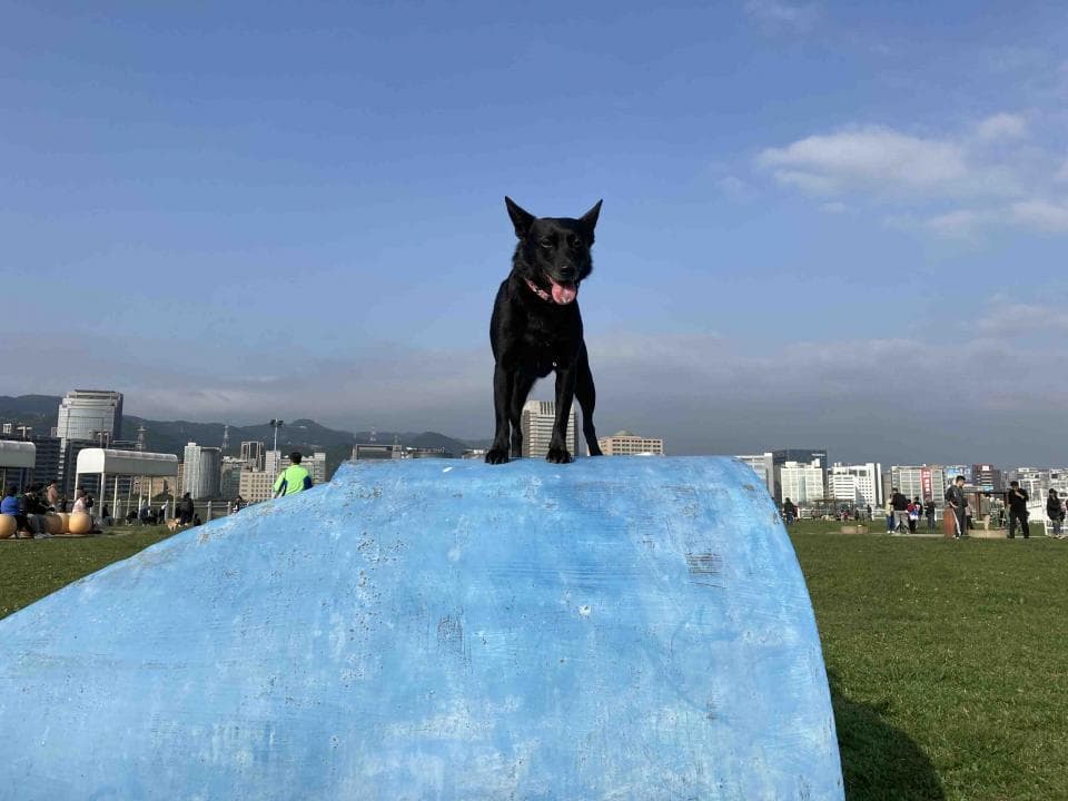 這張照片是一隻黑色狗狗站在一個藍色的斜坡上。