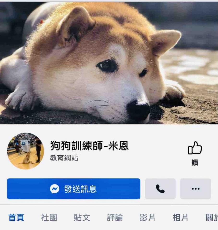 1) 照片中有一隻棕白色的小型犬躺在砂地上,牠閉著眼睛,頭歪向右側,嘴巴微開,露出牙齒,背景是馬路