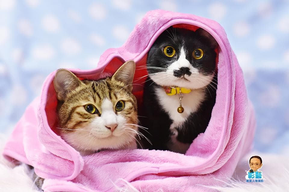 這張照片是兩隻貓咪躲在粉紅色的毛毯裡,牠們的毛色分別是黑白和虎斑,看起來非常可愛。