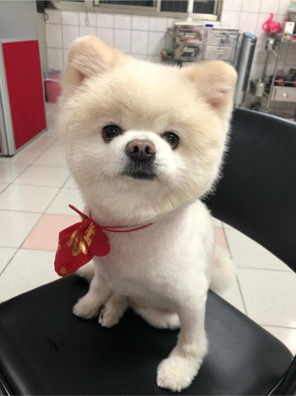 1) 照片中有一隻白色的小型犬,牠戴著紅色的項圈和蝴蝶結