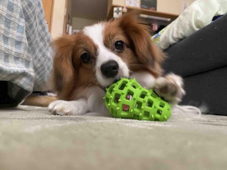這張照片是一隻可愛的小狗,牠正用嘴巴咬著一個綠色的玩具。