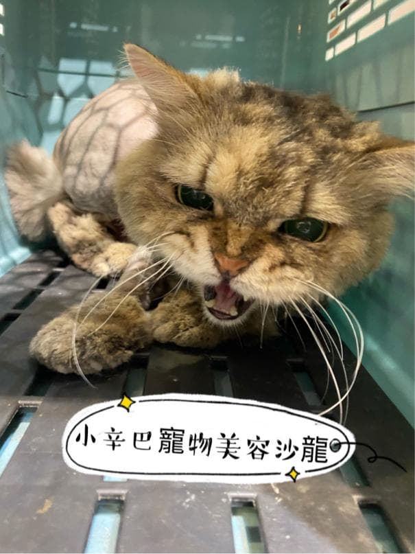 1) 照片中是一隻被修剪過毛髮的貓咪,它張著嘴露出牙齒,嘴巴微張,似乎在發出嘶吼的聲音