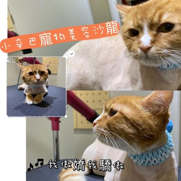 1) 照片中是一隻橘白色的貓咪,牠被修剪了毛髮,牠戴著藍色的項圈,露出疑惑的表情,背景是在寵物美容店