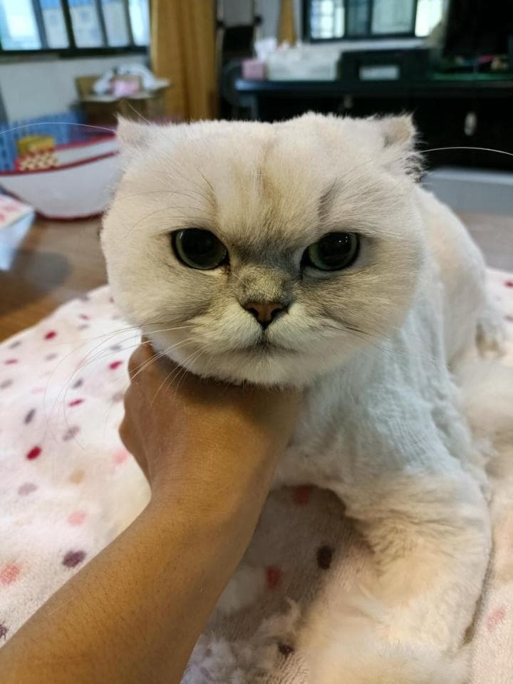 這張照片是一隻白貓被主人抱著,貓咪的表情很可愛,牠的眼睛又大又圓,嘴巴微微張開,看起來很幸福。