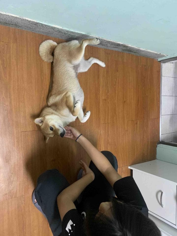 這張照片是一隻可愛的小狗和它的主人在玩耍。 小狗翻過身,露出它的肚子,主人則用手指輕輕地觸摸著它。 小狗看起來很享受這種互動,主人也顯得非常開心。